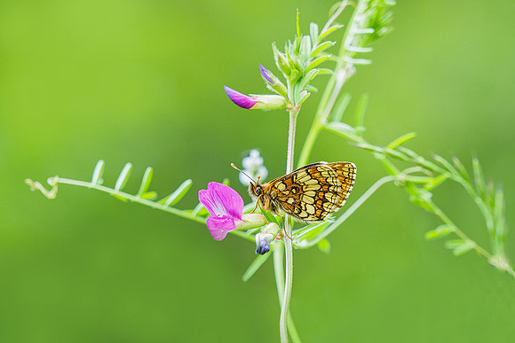 Viroinval, juni 2019, Bart Fotografie-085