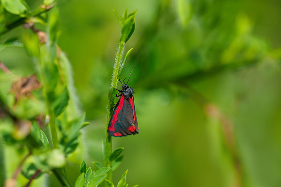 Viroinval, juni 2019, Bart Fotografie-086