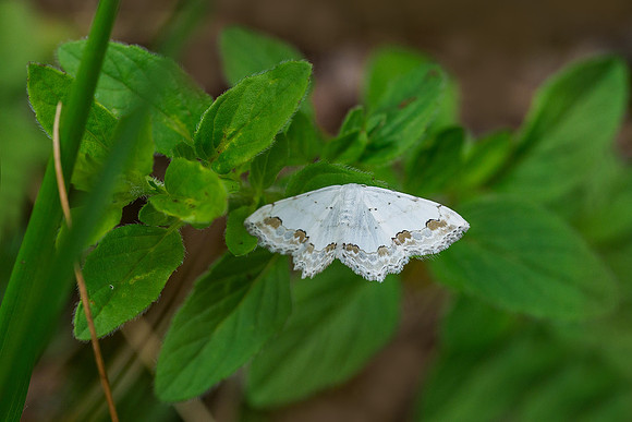 Viroinval, juni 2019, Bart Fotografie-088