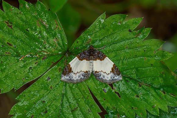 Viroinval, juni 2019, Bart Fotografie-089