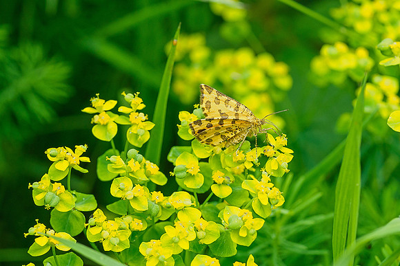 Viroinval, juni 2019, Bart Fotografie-087