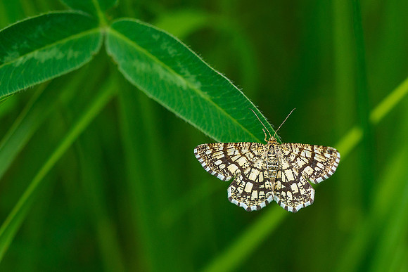 Viroinval, juni 2019, Bart Fotografie-090