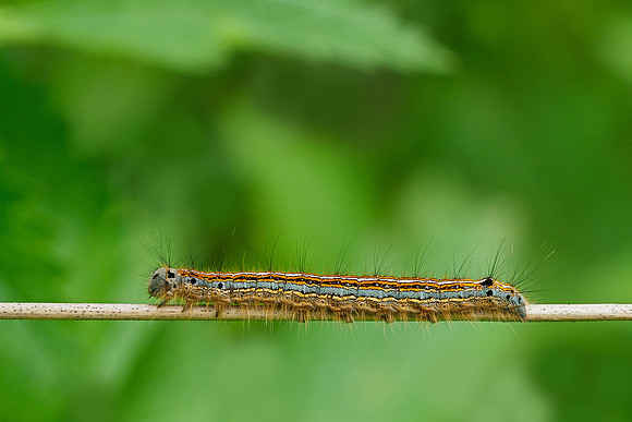 Viroinval, juni 2019, Bart Fotografie-091