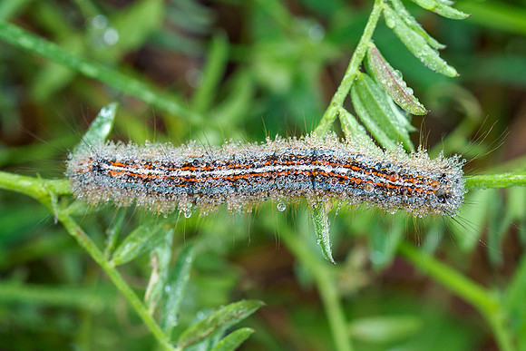 Viroinval, juni 2019, Bart Fotografie-092