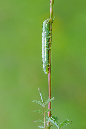 Viroinval, juni 2019, Bart Fotografie-094