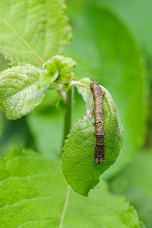 Viroinval, juni 2019, Bart Fotografie-093