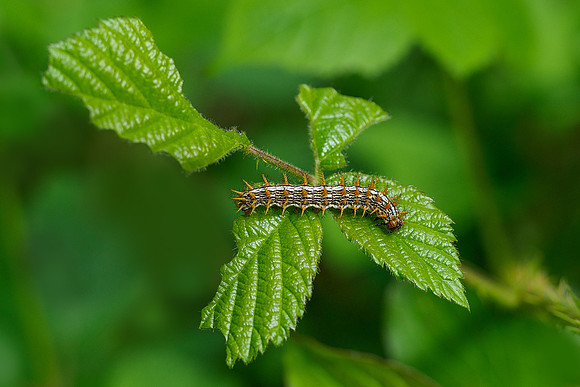Viroinval, juni 2019, Bart Fotografie-095