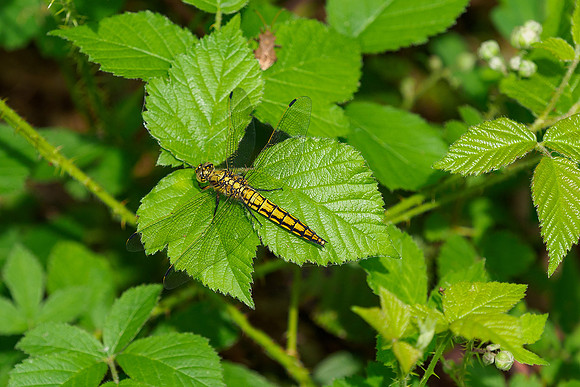 Viroinval, juni 2019, Bart Fotografie-096