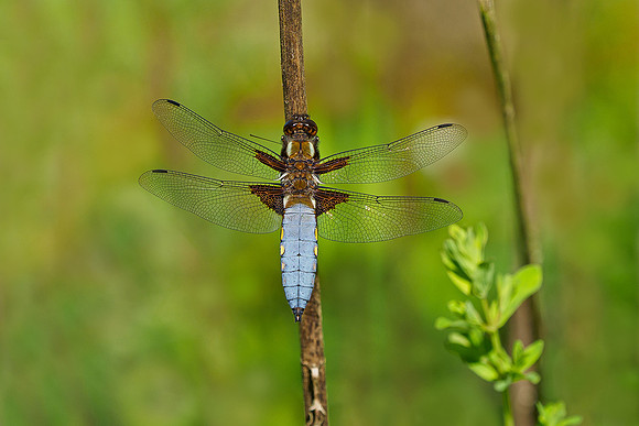 Viroinval, juni 2019, Bart Fotografie-097