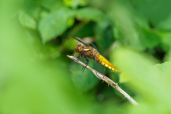 Viroinval, juni 2019, Bart Fotografie-100