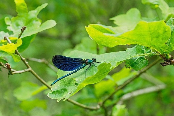 Viroinval, juni 2019, Bart Fotografie-102