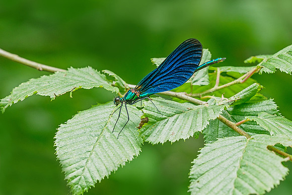 Viroinval, juni 2019, Bart Fotografie-103
