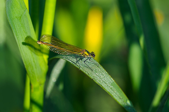 Viroinval, juni 2019, Bart Fotografie-104