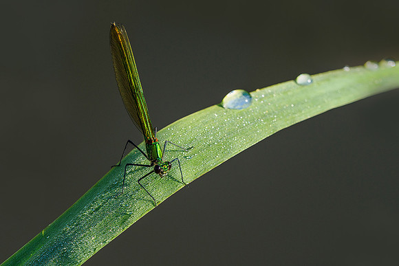Viroinval, juni 2019, Bart Fotografie-105