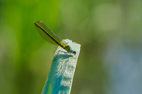 Viroinval, juni 2019, Bart Fotografie-106