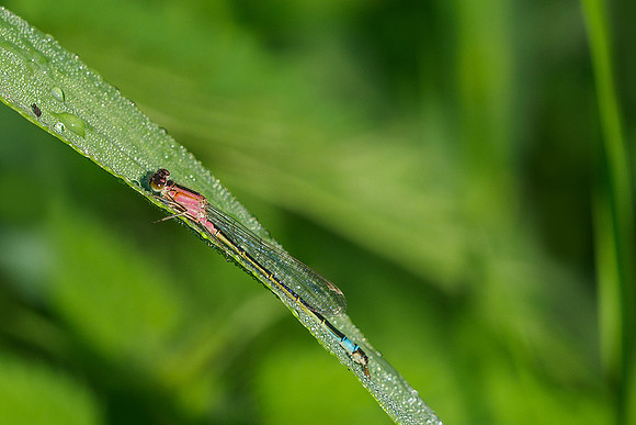 Viroinval, juni 2019, Bart Fotografie-107