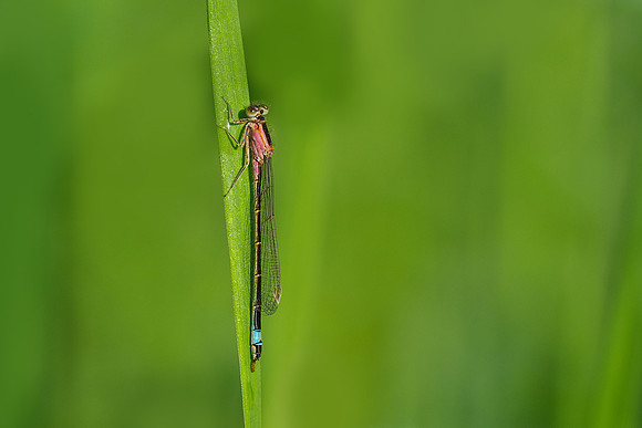 Viroinval, juni 2019, Bart Fotografie-108