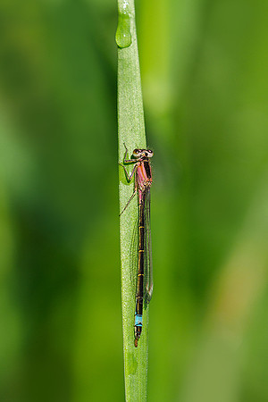 Viroinval, juni 2019, Bart Fotografie-109