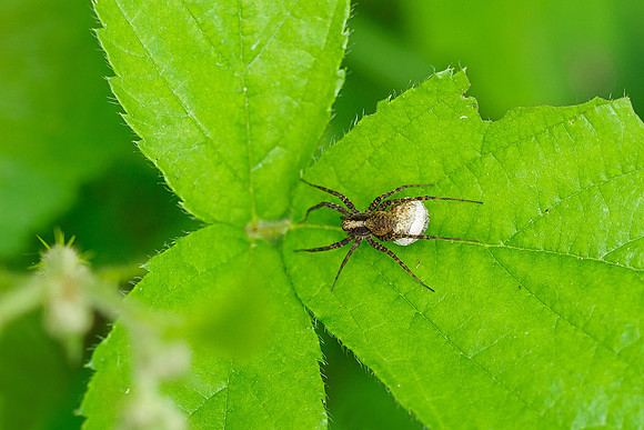 Viroinval, juni 2019, Bart Fotografie-110