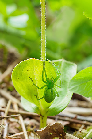 Viroinval, juni 2019, Bart Fotografie-113