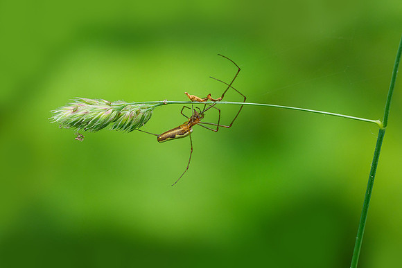 Viroinval, juni 2019, Bart Fotografie-111