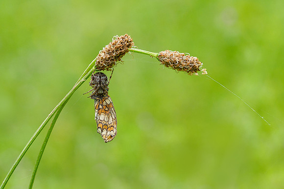 Viroinval, juni 2019, Bart Fotografie-112