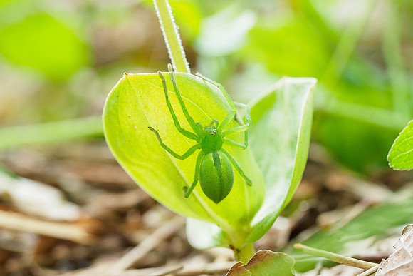 Viroinval, juni 2019, Bart Fotografie-114