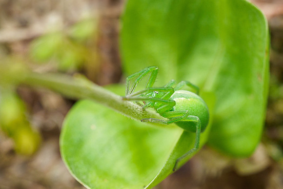 Viroinval, juni 2019, Bart Fotografie-115
