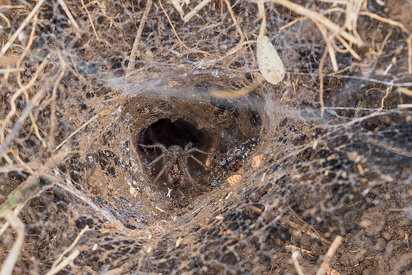 Viroinval, juni 2019, Bart Fotografie-117