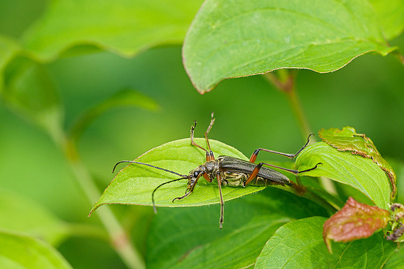 Viroinval, juni 2019, Bart Fotografie-118