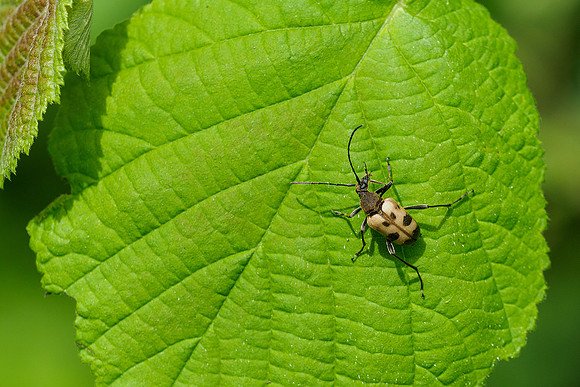 Viroinval, juni 2019, Bart Fotografie-119