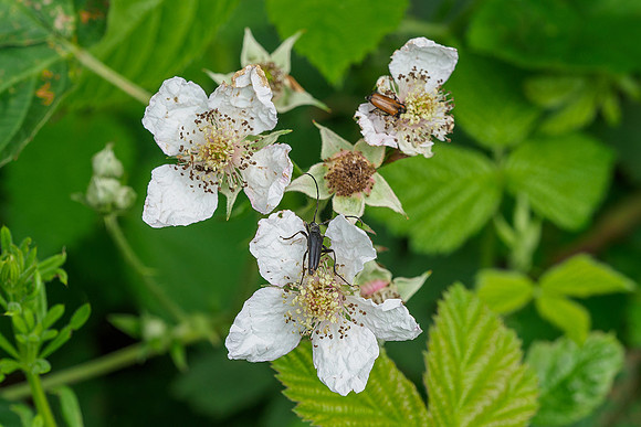 Viroinval, juni 2019, Bart Fotografie-120