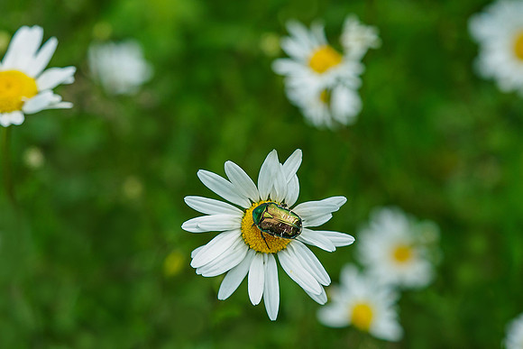 Viroinval, juni 2019, Bart Fotografie-121