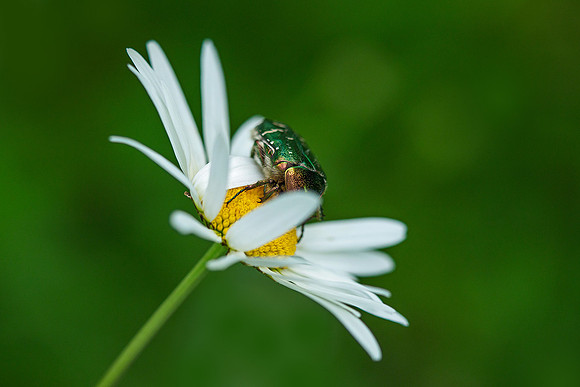 Viroinval, juni 2019, Bart Fotografie-122