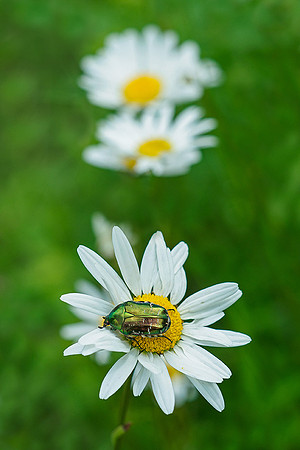 Viroinval, juni 2019, Bart Fotografie-123