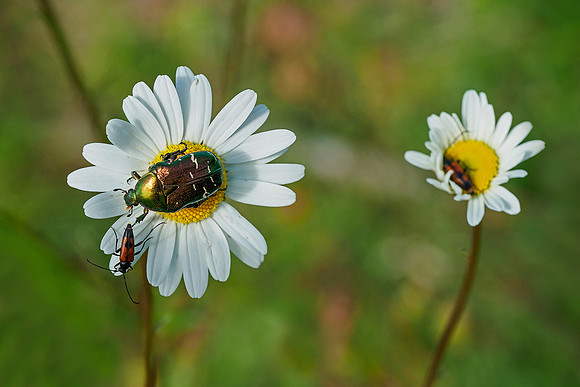 Viroinval, juni 2019, Bart Fotografie-124