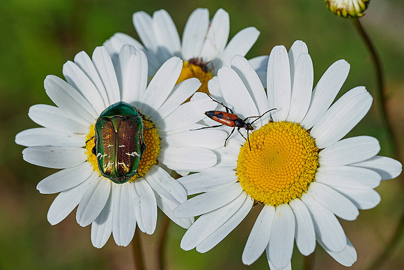 Viroinval, juni 2019, Bart Fotografie-125