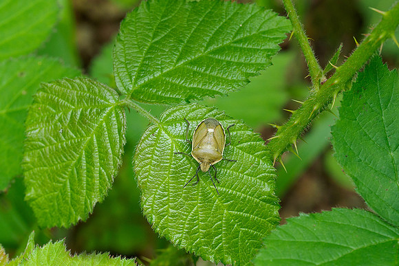 Viroinval, juni 2019, Bart Fotografie-126
