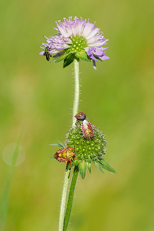 Viroinval, juni 2019, Bart Fotografie-127