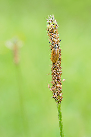 Viroinval, juni 2019, Bart Fotografie-128