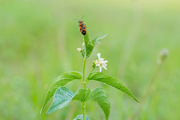 Viroinval, juni 2019, Bart Fotografie-129