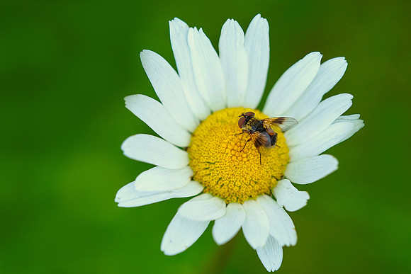 Viroinval, juni 2019, Bart Fotografie-130