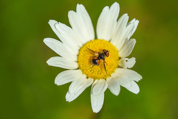 Viroinval, juni 2019, Bart Fotografie-131