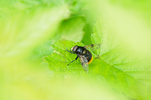 Viroinval, juni 2019, Bart Fotografie-133