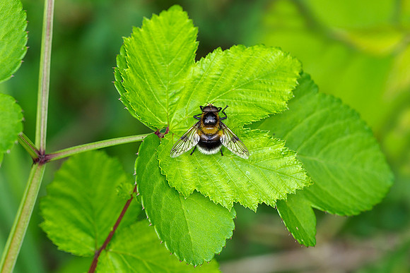 Viroinval, juni 2019, Bart Fotografie-134