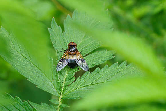 Viroinval, juni 2019, Bart Fotografie-135