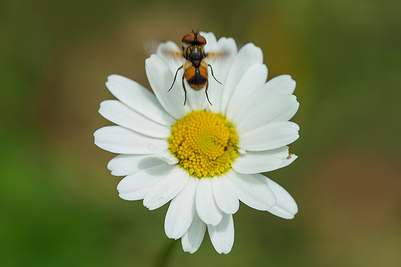 Viroinval, juni 2019, Bart Fotografie-132