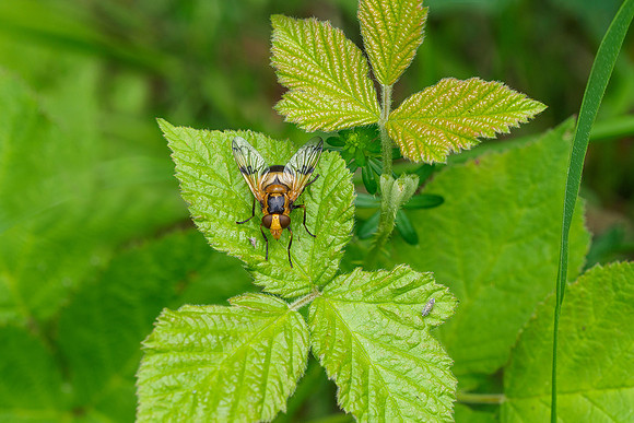 Viroinval, juni 2019, Bart Fotografie-136