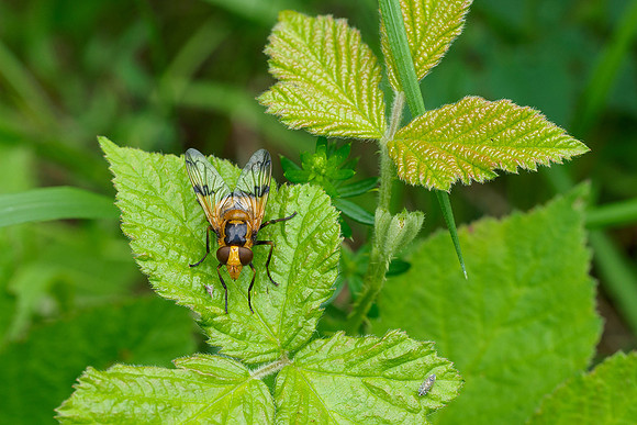 Viroinval, juni 2019, Bart Fotografie-137