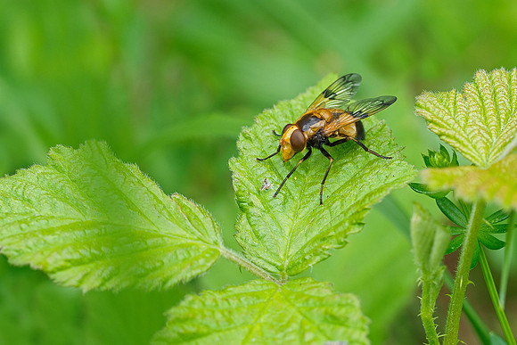 Viroinval, juni 2019, Bart Fotografie-138